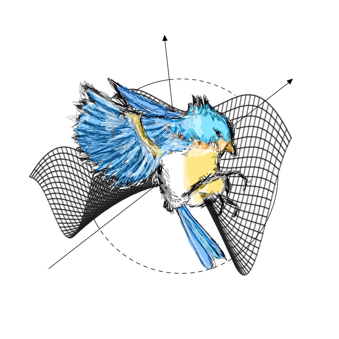 Bird art graph elective